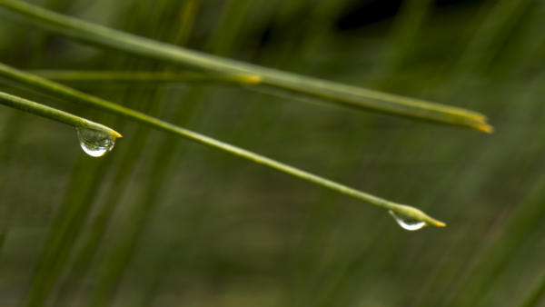 Raindrops on pine needles along the Forsyth Greenway