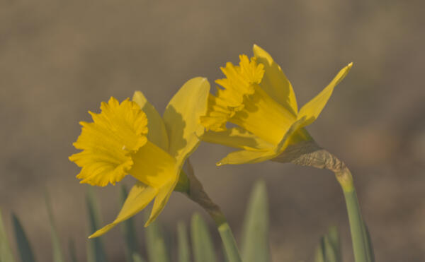 Twin daffodils