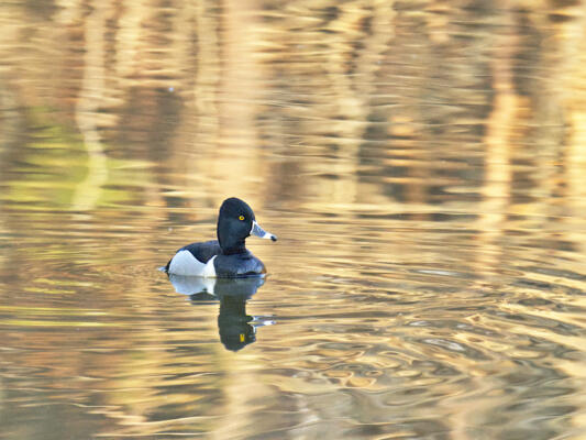 A ring-necked duck in reflected light on Sims Lake Park
