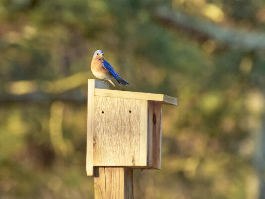 A bluebird hangin' out at Sims Lake Park