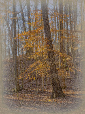 In the woods near Jones Bridge