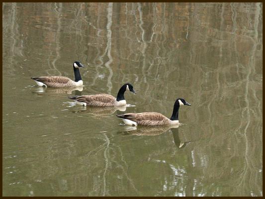 Geese all lined up at Sims Lake Park