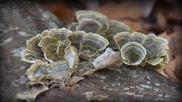 Turkey tail fungus along the white trail at Sweetwater Creek State Park