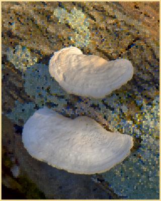 Fungi along the trail at Chattahoochee Pointe Park