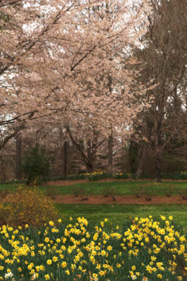 Daffodils and Cherry tree in bloom