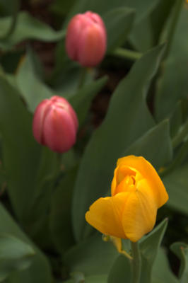 Tulip blooms about to open