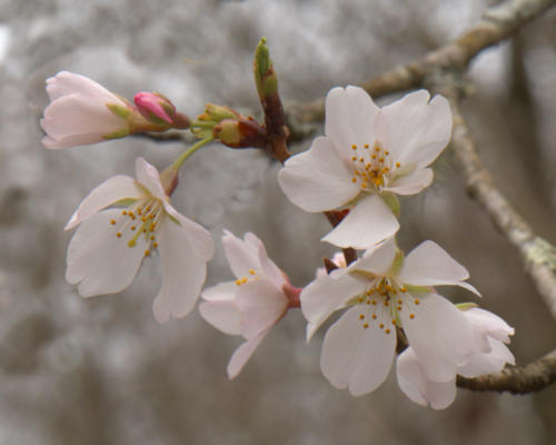 Cherry blossoms up close