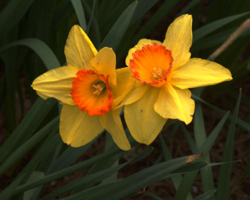 Still more daffodil blooms