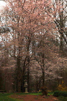 Yet another cherry tree