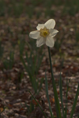 Another daffodil variety