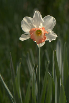 One of many millions of daffodil blooms