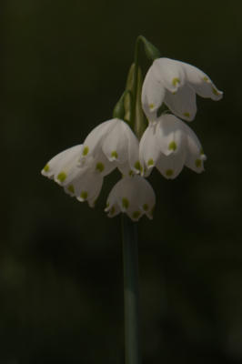 Not sure what species this is, but I like it