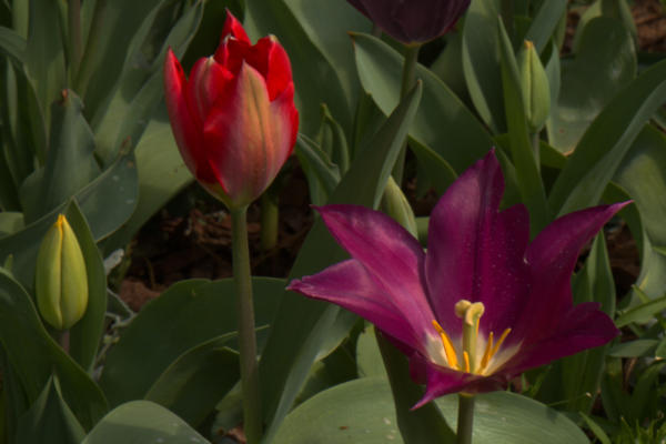 Some variety of tulip, I think