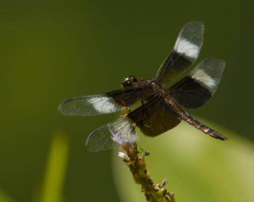 One of many dragonflies