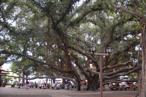 buniontree