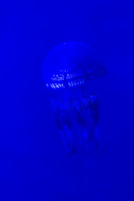 Jellyfish at the Waikiki Aquarium
