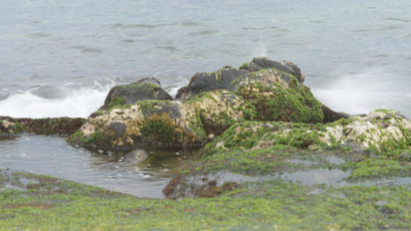 Rocks on Laniakea Beach.  I see a three-humped sea monster.