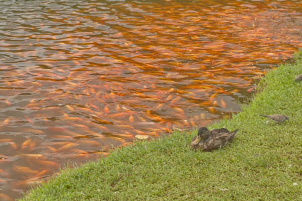Wider view of the ducks and fish at the Ho'omaluhia Botanical Gardens