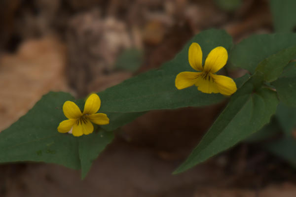 Yellow violets in bloom