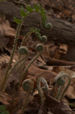 Same ferns, different view