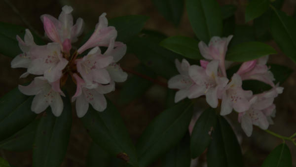 Azalea blooms along the trail