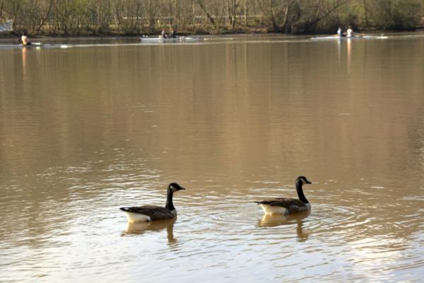 Geese and scullers