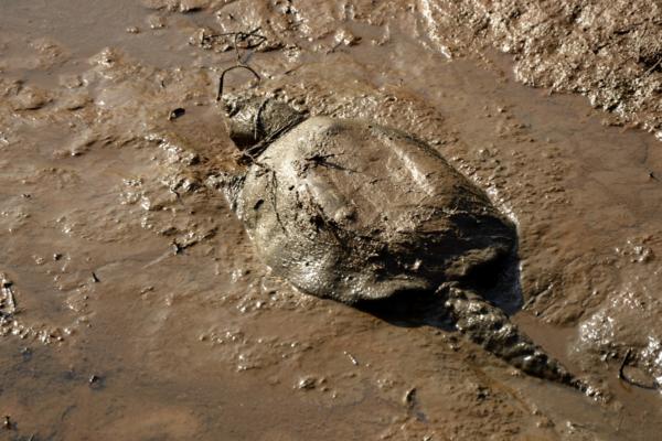 Snapping turtle in the mud flats