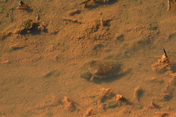 A smaller turtle in the water