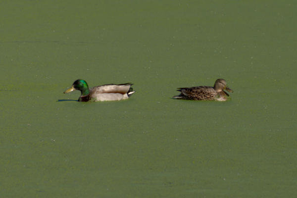 Ducks in the duckweed