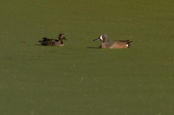 More ducks in the duckweed