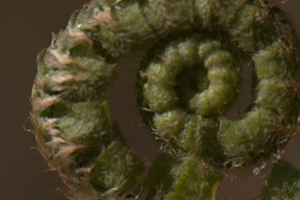 Fiddlehead fern closeup