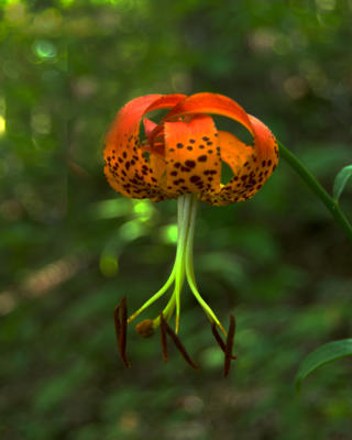 Picture 1 of the Turk's Cap Lily