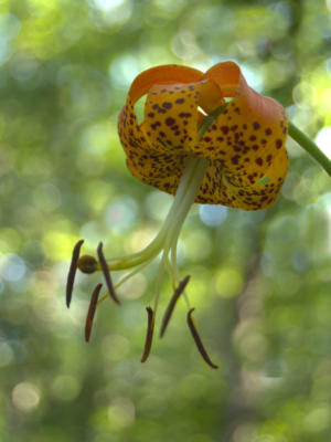 Picture 2 of the Turk's Cap Lily