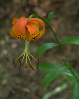 Picture 3 of the Turk's Cap Lily
