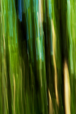 An abstract of the view through the trees.  At this time of year the foliage is quite thick, so no views of anything.