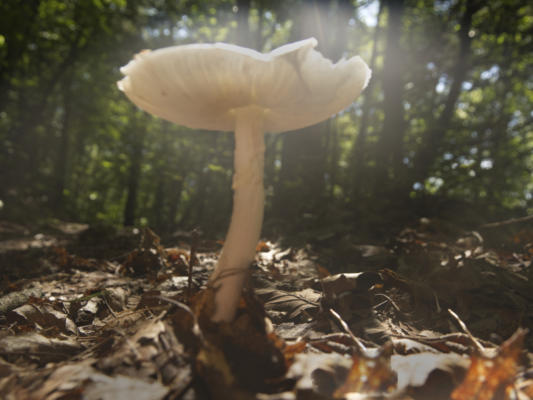 A big white mushroom in the sunlight