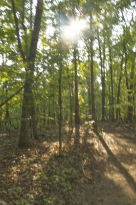 Sun through the trees along the trail
