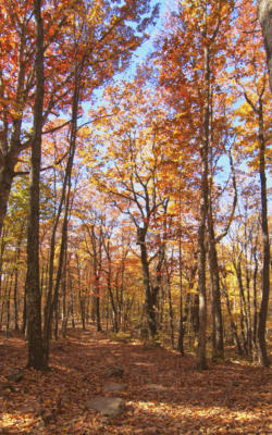 Fall Color at Mt. Yonah