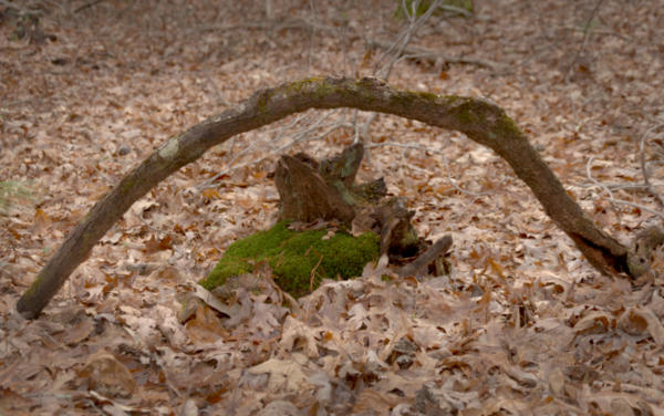 Mossy Arch