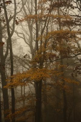 What little fall color was left