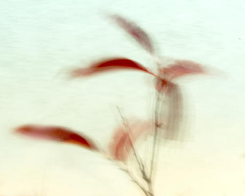 A long exposure of the same leaves to let the wind motion show