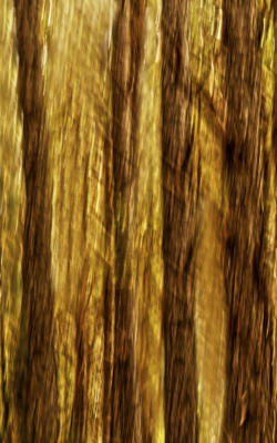 Intentional Camera Movement (ICM) of some pine trees