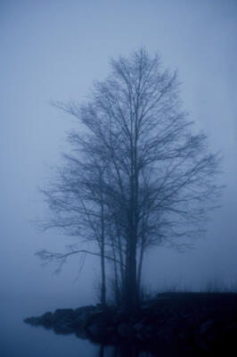 Tree in the fog at West Bank Park