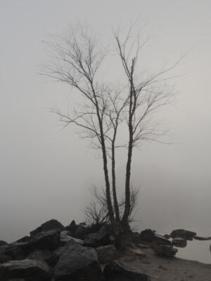 Tree in the fog at West Bank Park