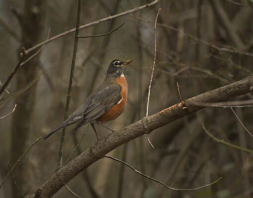 Robin along the Big Creek Greenway