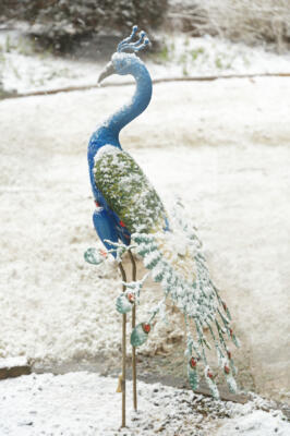 The snowy peacock
