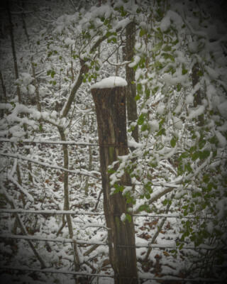 Trail at Caney Creek