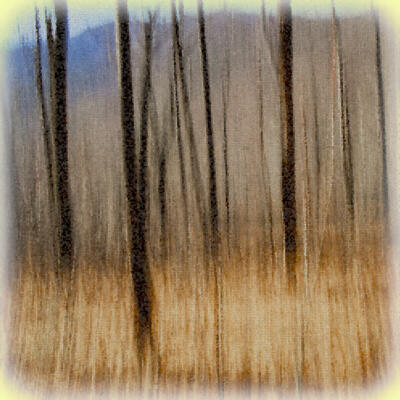 Abstract of the wood along the AT