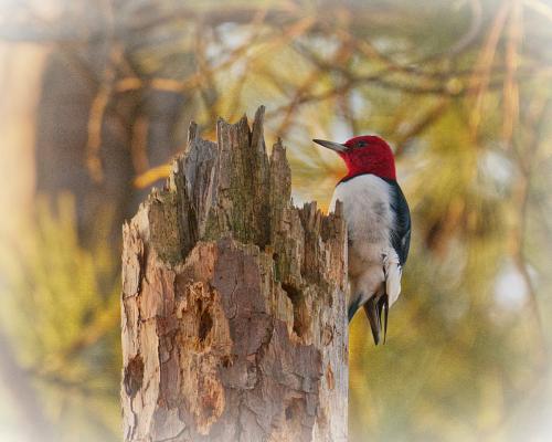 The friendly woodpecker at Lake Lanier