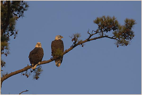 Eagles on New Year's morning